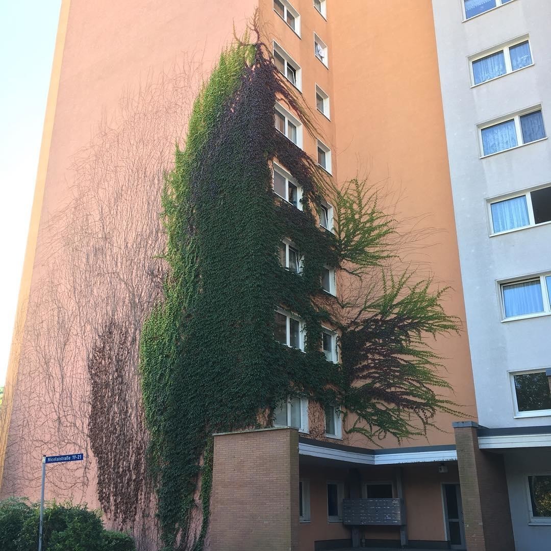 Вот так засосало... О домах, поглощённых плющом 