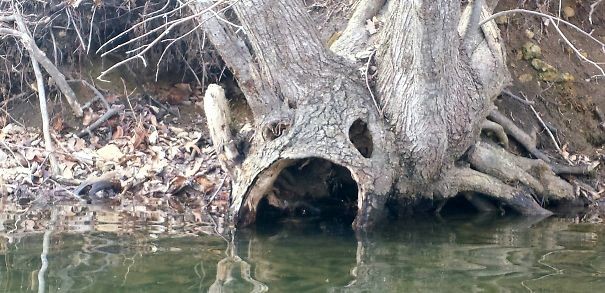 Дерево пьет из озера парейдолия, похоже да не то же, похоже на лицо