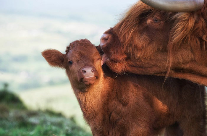 Cute-Baby-Highland-Cattle-Calves