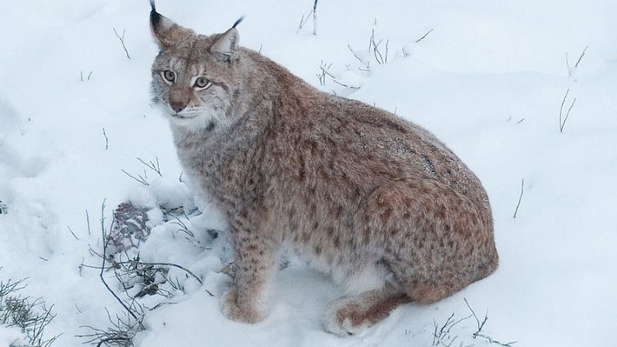 Рысью форум. Рысь обыкновенная Lynx Lynx Linnaeus, 1758. Сибирская Рысь. Рысь во Владимирской области заметили. Якутская Рысь.