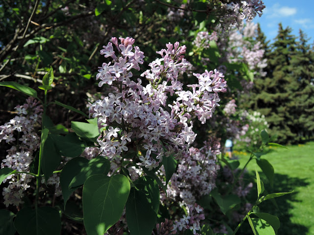 сиреневый сад