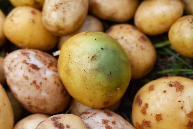 Почему зеленеет картошка картофель, клубни, хранения, чтобы, позеленел, зеленый, картофеля, солнечный, клубнях, урожая, цвета, может, хранении, зеленеет, кожуры, корнеплоды, клубней, выбрасывать, света, содержится