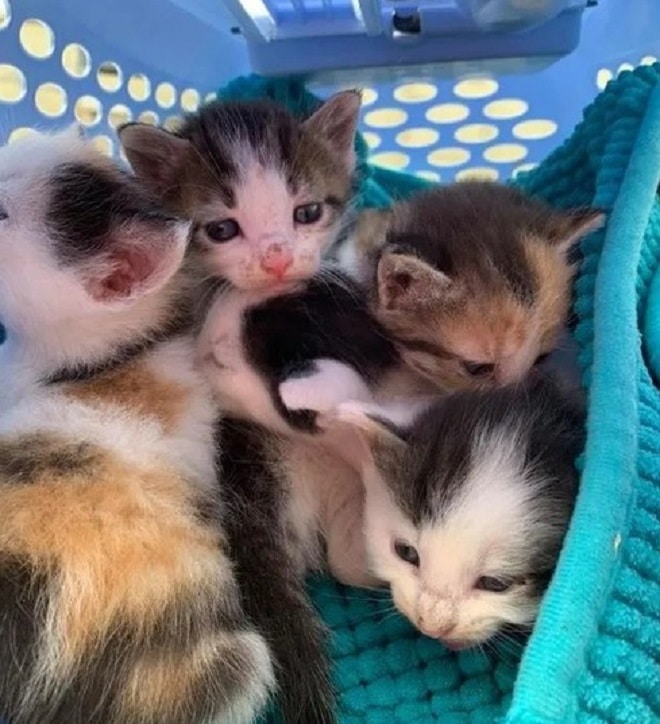 Котята в переноске