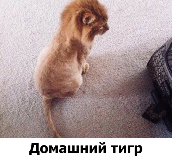 Зачетные и классные фотографии с надписями из сети Зачетные и классные фотографии с надписями из сети картинки с надписями,приколы,смешные картинки,смешные комментарии