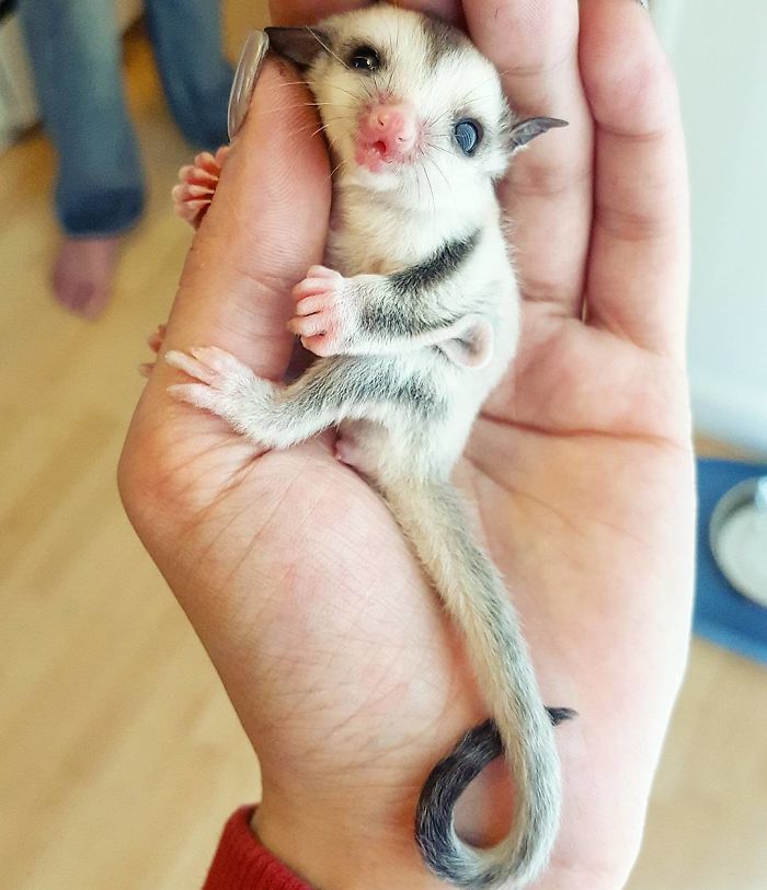 Adorable Baby Sugarglider