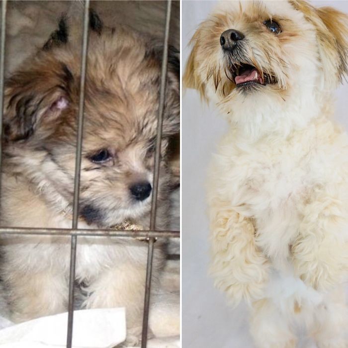 Кейджи в 3 месяца и в 6 лет до и после, животные, любимцы, мило, питомцы, собаки, трогательно, фото