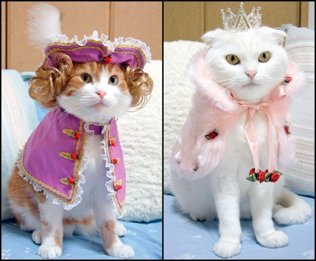 Смешные коты с одеждой