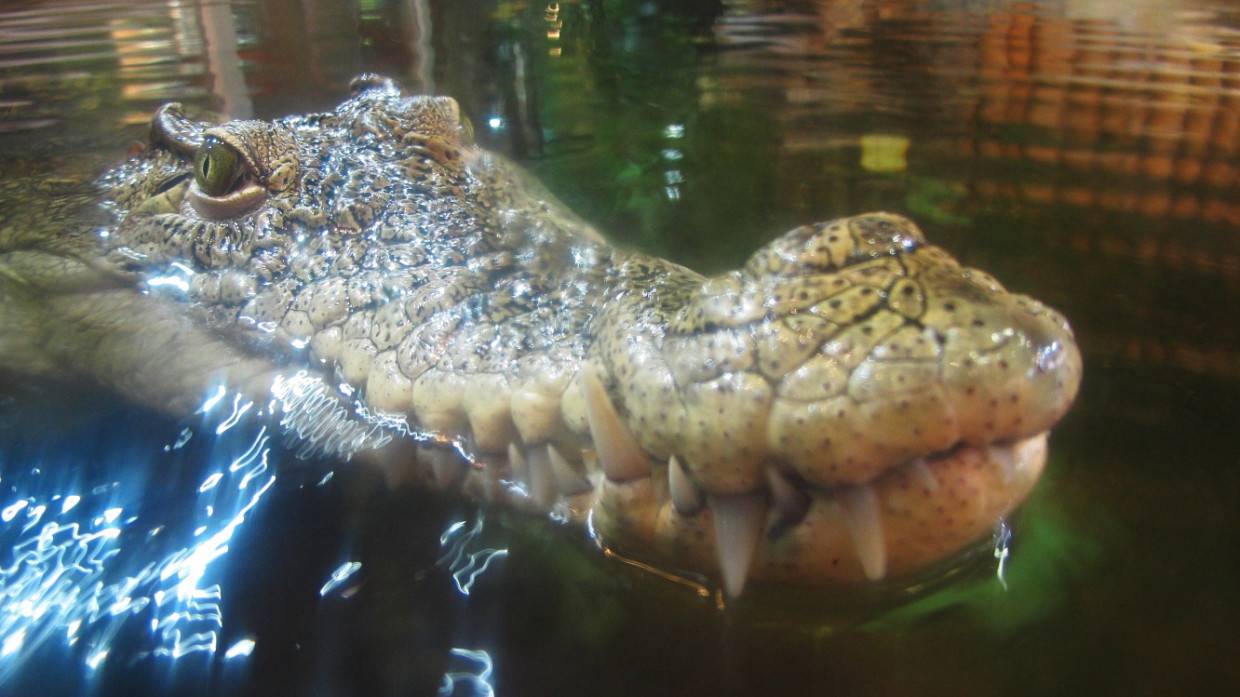 Ленинградский зоопарк отпраздновал 30-летний юбилей крокодила Тотоши Общество