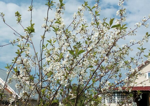 Талант не пропьешь