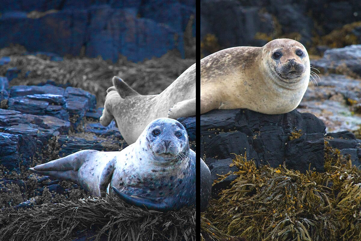 Слева – как видят тюлени, справа – как видим мы. 