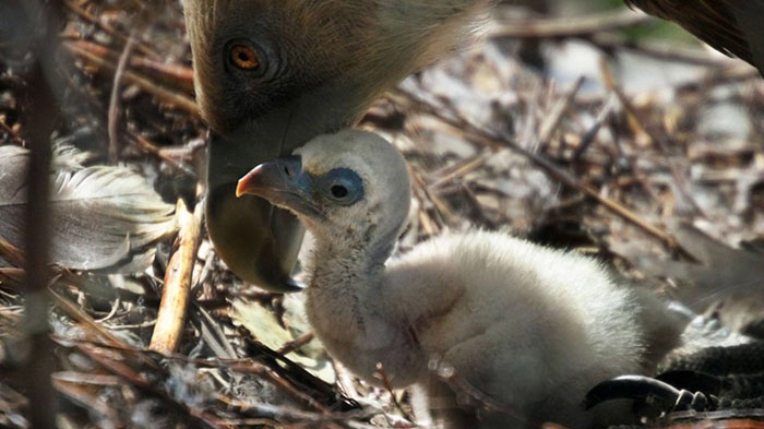 same-sex-gay-vulture-couple-hatch-abandoned-baby-egg-4