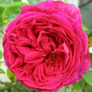 розы Дэвида Остина долгий путь к успеху любимого дела