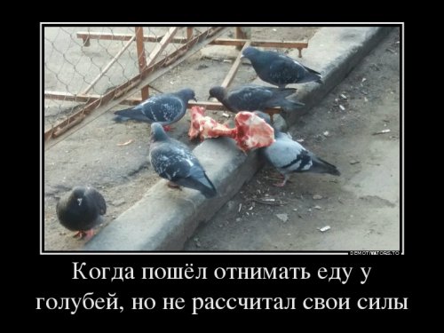 Свежая порция демотиваторов (16 шт)