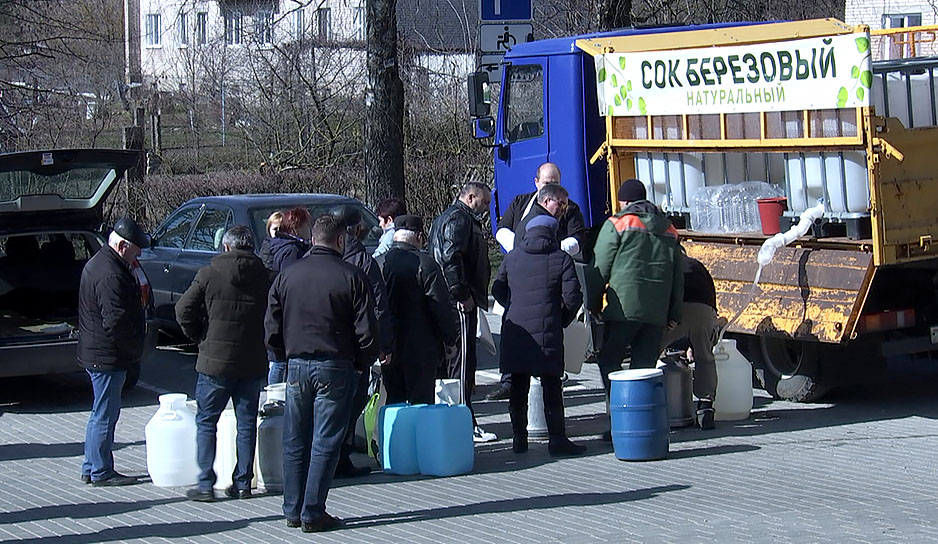 Лесхозы Беларуси приступили к массовой заготовке березового сока - спрос с каждым годом растет