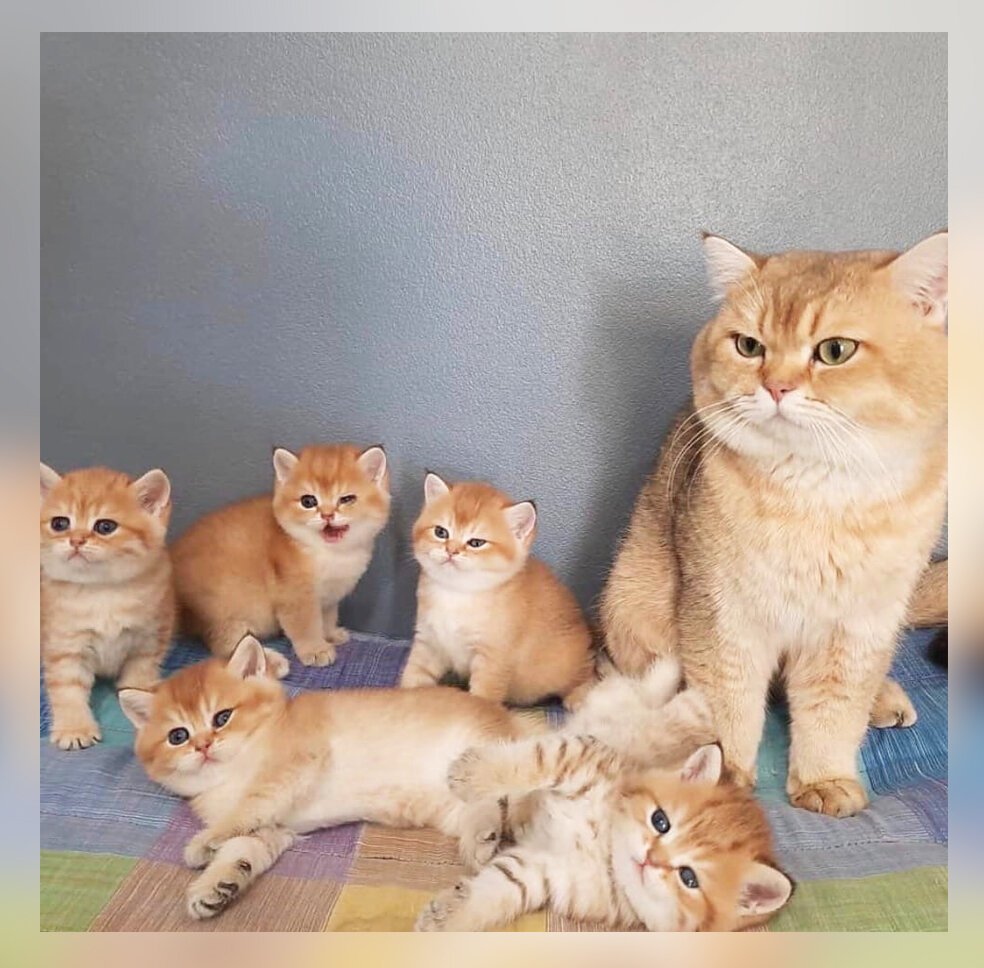 10 фото-доказательств того, что кошачья семья выглядит очень умилительно