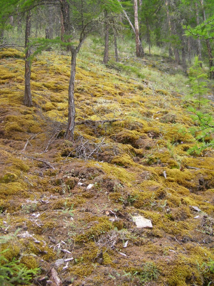 Круиз из Якутска по Лене с посещением Ленских столбов 