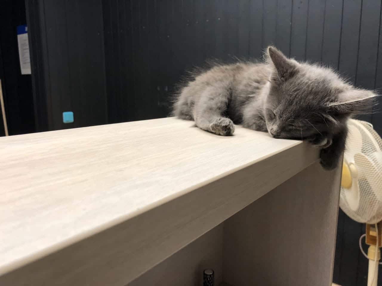 серый котенок