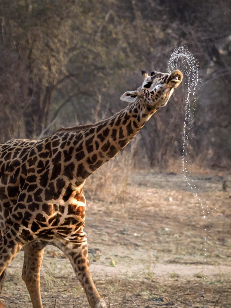 Фотограф сделал забавные снимки жирафа и показал, как тяжело ему пить воду животные,интересное,природа