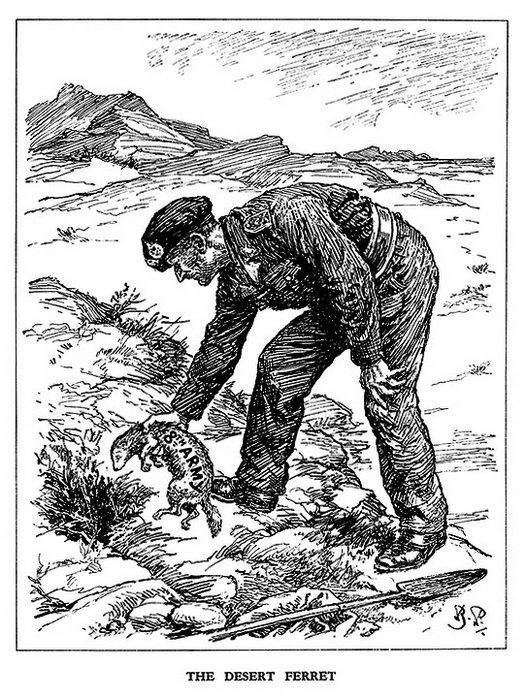 «Пустынный хорёк» (14 апреля 1943 года). Генерал Монтгомери запускает хорька с надписью «8-я Армия» в кроличью нору — видимо, сравнение Роммеля с лисом англичанам не очень нравилось. До окончательной победы Союзников в Северной Африке оставались считанные недели - Весёлые картинки Warspot: английский юмор и Вторая мировая | Warspot.ru