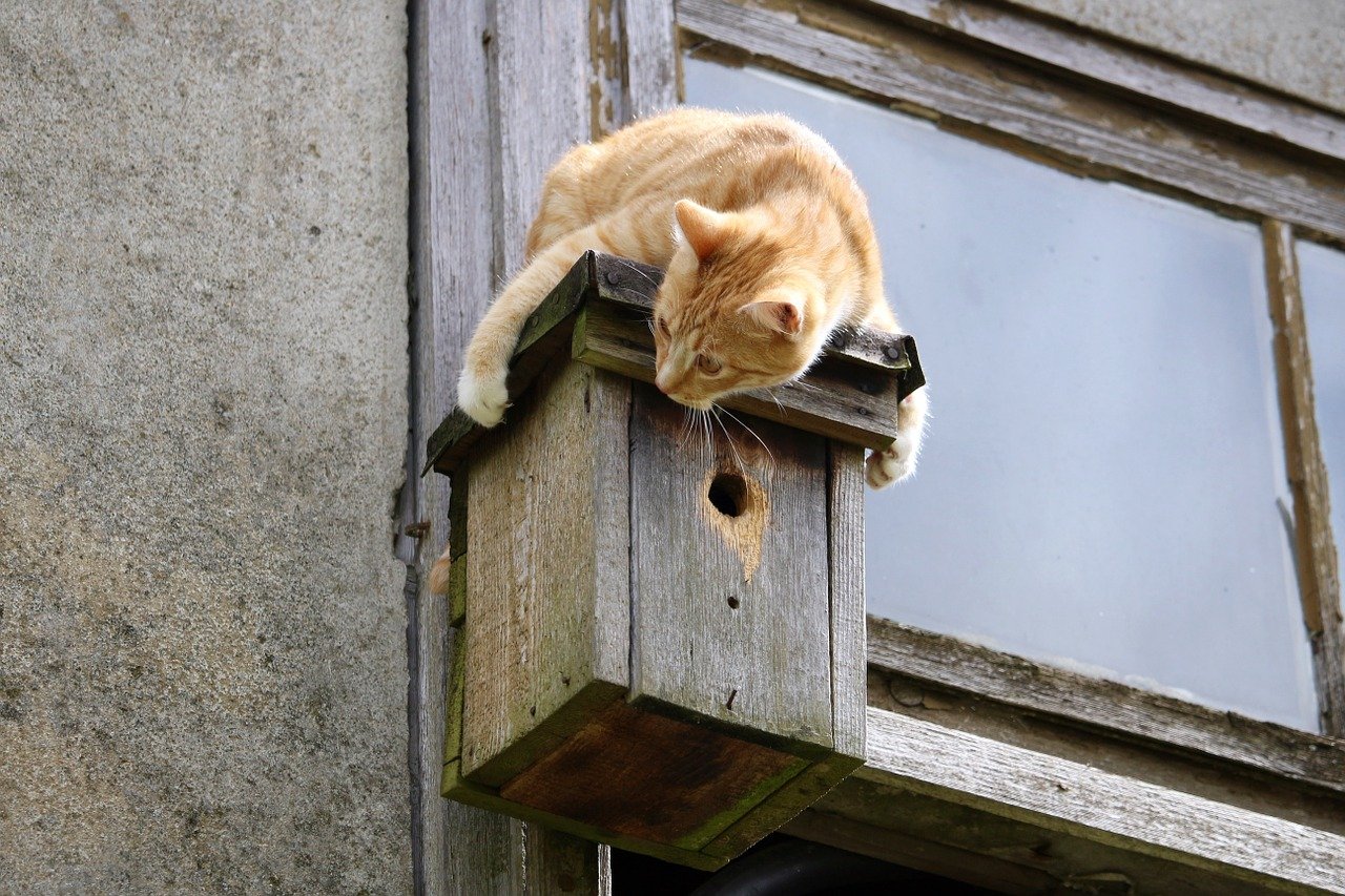 Москвичи спасли застрявшего в окне кота