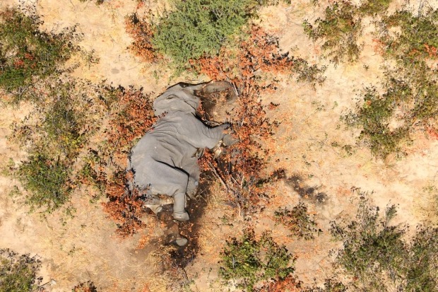 Кошмар в Ботсване: погибли более 350 слонов жизнь,история,курьезы,мир,природа