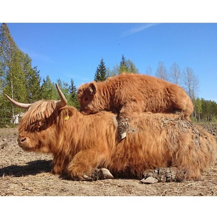 Cute-Baby-Highland-Cattle-Calves