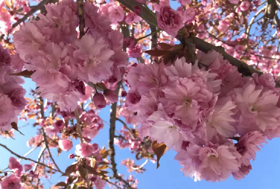Цветущие деревья в анапе название и фото