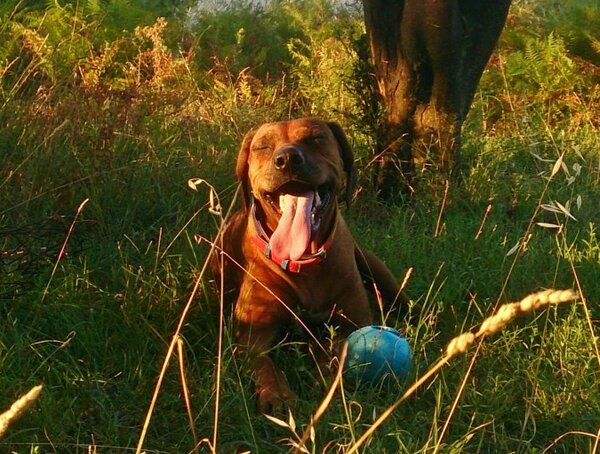 Когда собаке жарко
