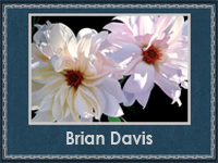 Brian Davis 