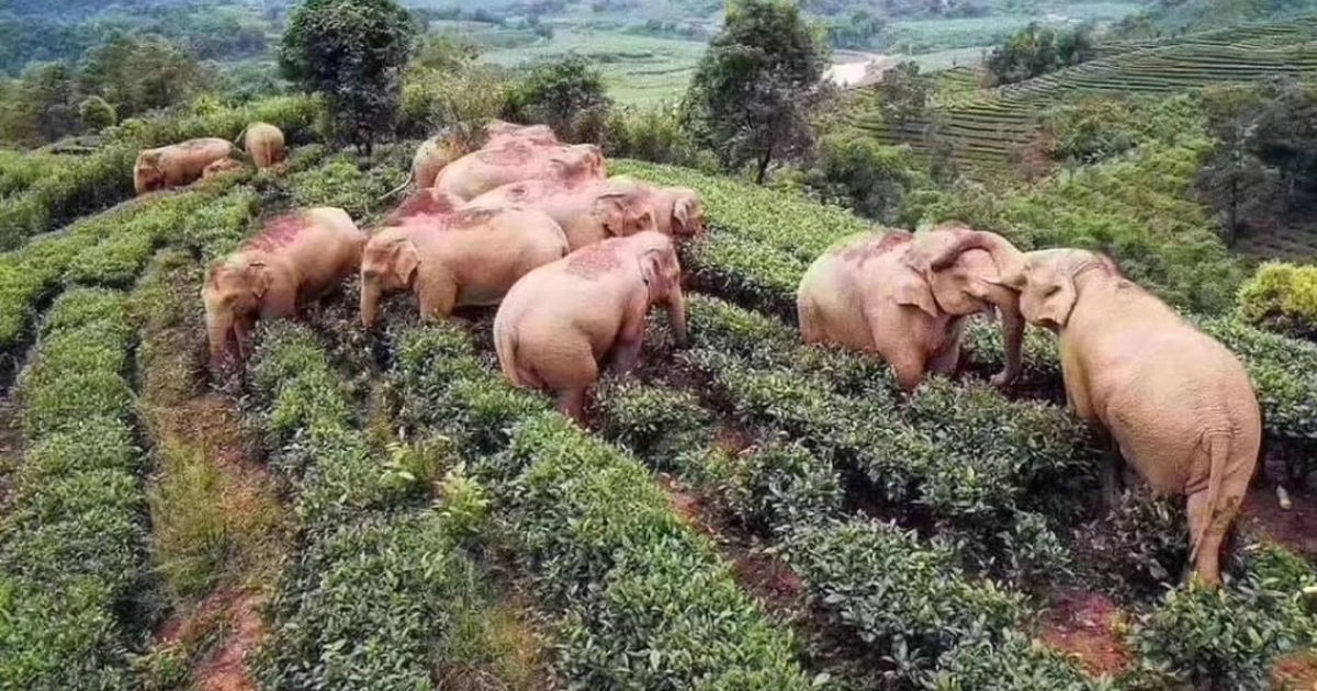 Убийство или причинение вреда здоровью слону в Китае — тяжкое преступление, поэтому местные бессильны против гигантов, что уничтожают фермерские плантации. 
