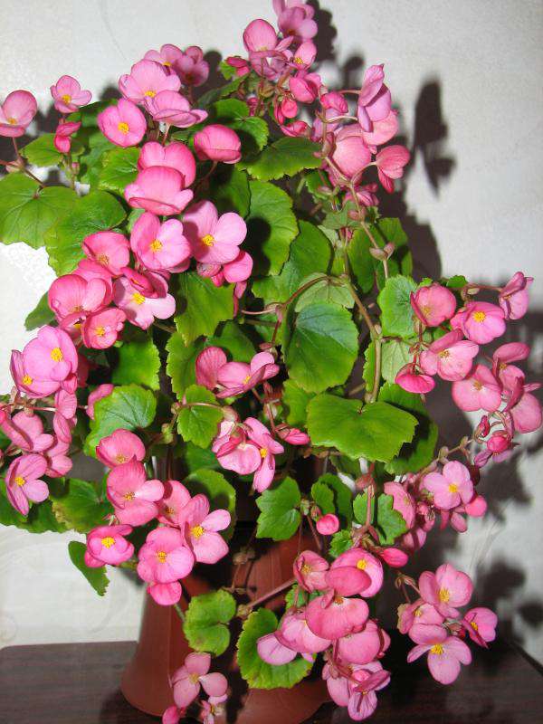 Бегония Глуар де Лоррен (лат. Begonia Gloire de Lorraine)