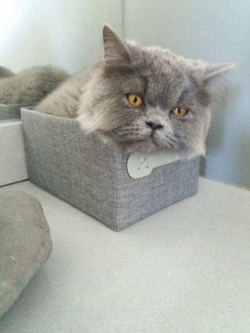 Кошки, которым удобно везде (37 фото)