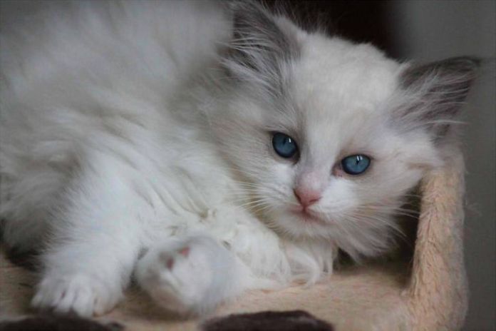 Без кота и жизнь не та