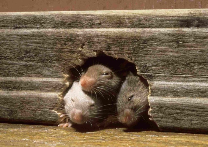 Мыши - очень плохие соседи. |Фото: ok.ru.