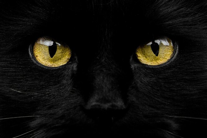Зачем кошкам огромные глаза и уникальный обонятельный орган: 20 необычных фактов о пушистых любимцах кошки, кошек, считают, Ученые, гораздо, в Китае, ученые, в течение, в том, в рамках, правило, проекта, будет, для борьбы, Felis, могут, более, Silvestris, не менее, Kitty