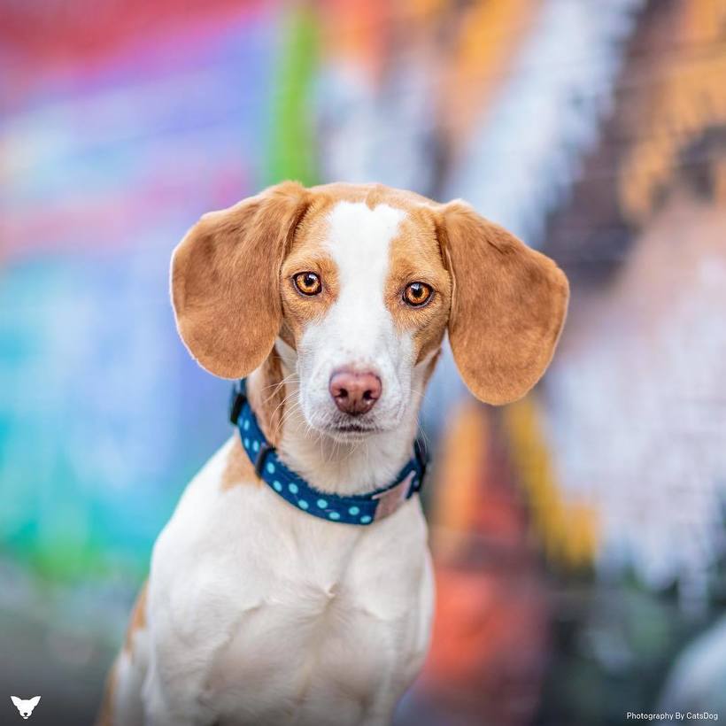 Фотограф из США делает потрясающие портреты собак по всему миру Фотограф из США делает потрясающие портреты собак по всему миру животные,Путешествия,фото