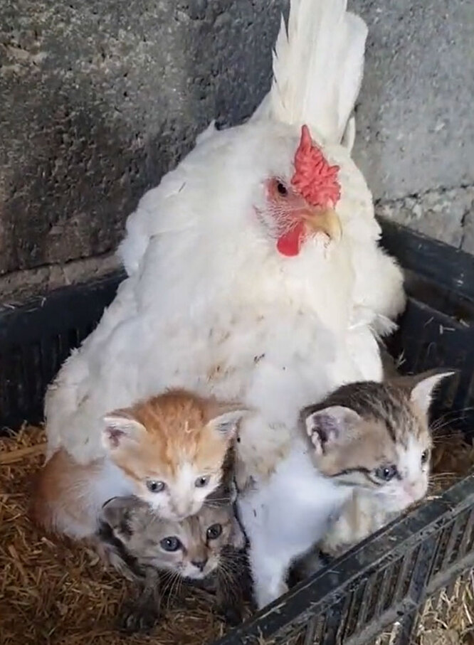 курица и котята вирусное видео