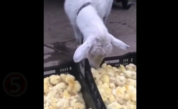 10 самых ненормальных животных животные,интересное