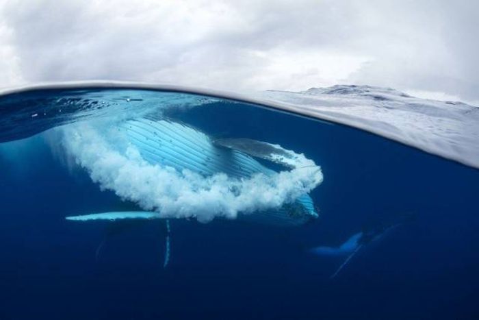 Подборка картинок. Вечерний выпуск (56 фото)