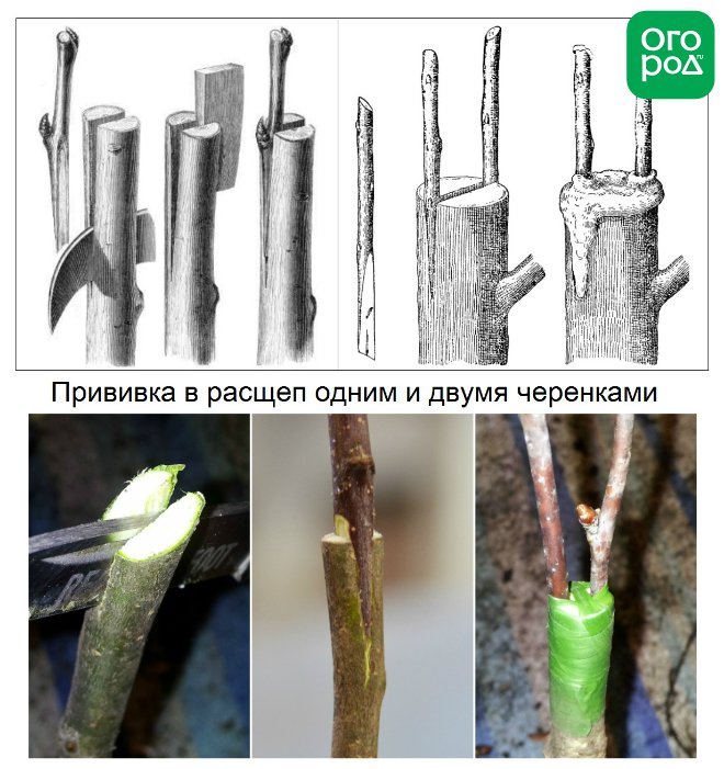 Прививка яблони в расщеп