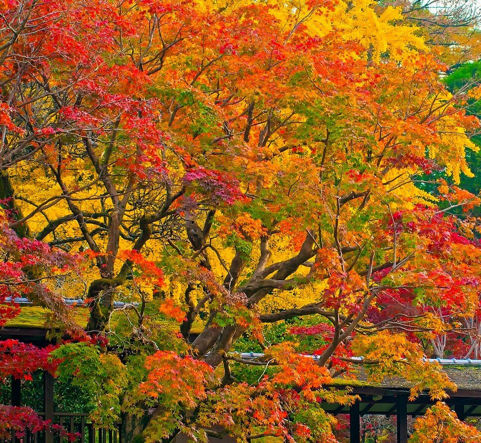 Момидзи: шестое время года в Японии листьев, красных, клена, на юг, листья, поэтому, кленовые, фронт, красные, постепенно, листьями, момидзи, время, японцы, одного, температура, около, месяца, у японцев, японцев