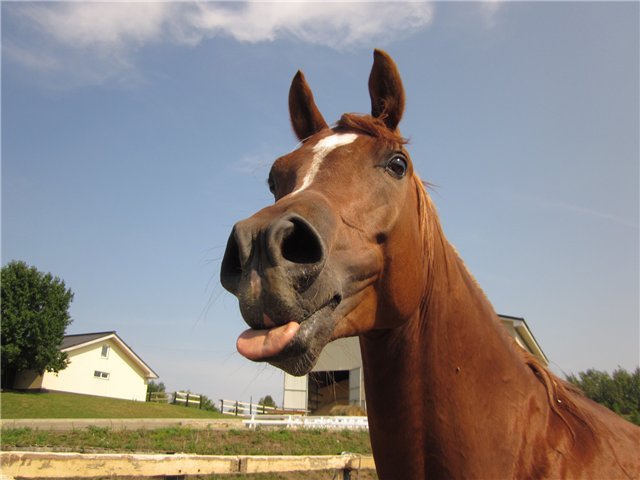 Смертельный секс: 8 фантазий, которые убили затейников Смертельный секс: 8 фантазий, которые убили затейников