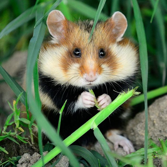 Wild-European-Hamsters