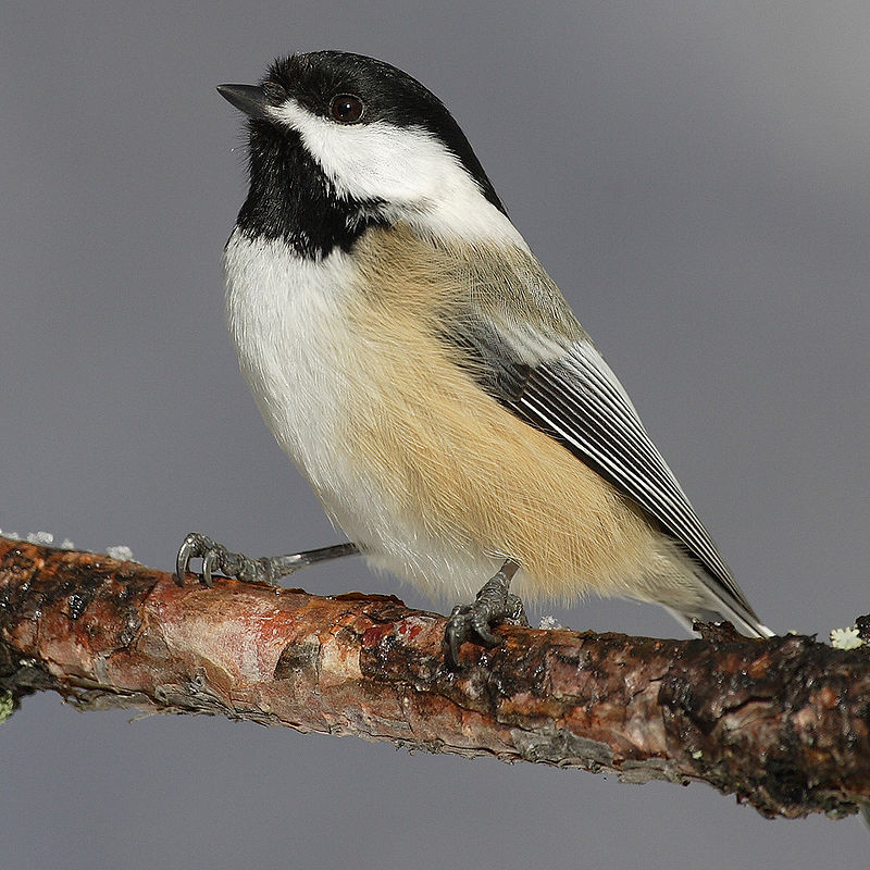 Американская черноголовая гаичка Parus atricapillus