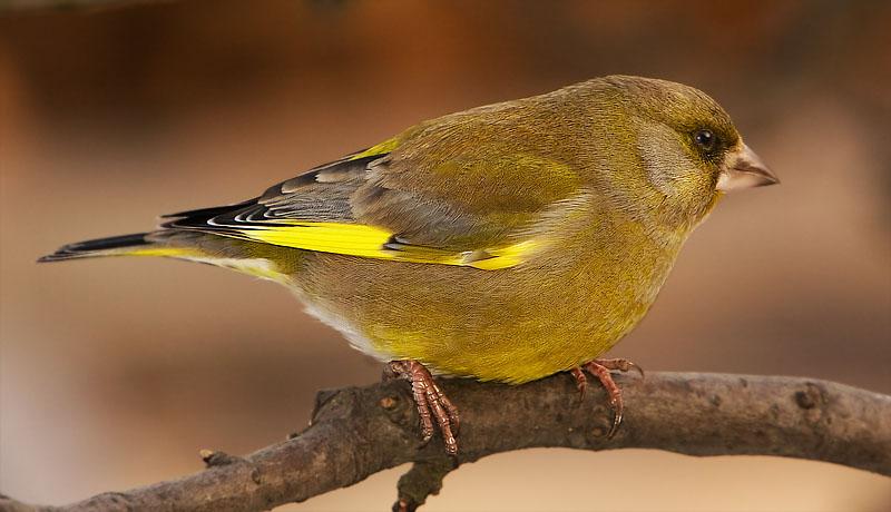 Зеленушка Chloris chloris