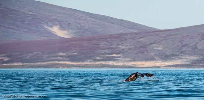 Китовая аллея на Чукотке (23 фото)