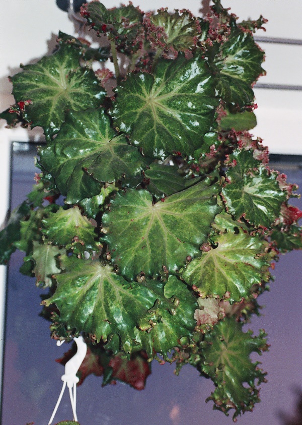 Бегония краснолистная (лат. Begonia erythrophylla)