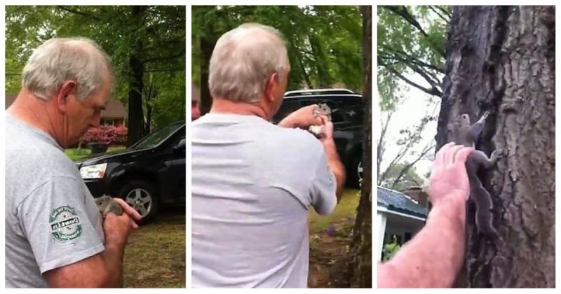  Крайне неудачная попытка выпустить спасенную белку на волю белка, видео, животные, неудача, спасение, сша, фейл