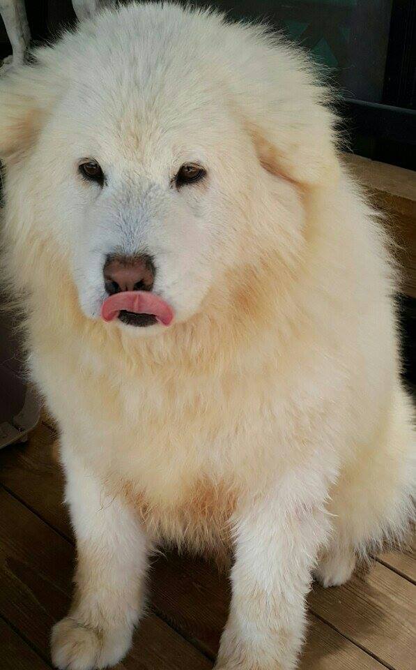 NTD-Dong-Jin-the-thin-to-fluffy-Pup03