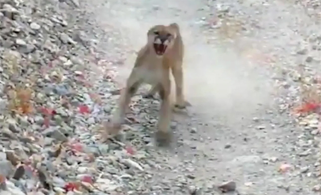 Турист шесть минут убегал от преследовавшей его пумы и смог уйти благодаря ругательствам Турист шесть минут убегал от преследовавшей его пумы и смог уйти благодаря ругательствам Культура